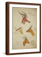 Seven Antelopes/Gazelles, C.1863-John Hanning Speke-Framed Giclee Print