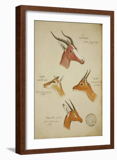 Seven Antelopes/Gazelles, C.1863-John Hanning Speke-Framed Giclee Print