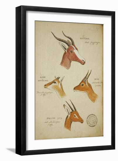 Seven Antelopes/Gazelles, C.1863-John Hanning Speke-Framed Giclee Print