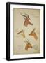 Seven Antelopes/Gazelles, C.1863-John Hanning Speke-Framed Giclee Print