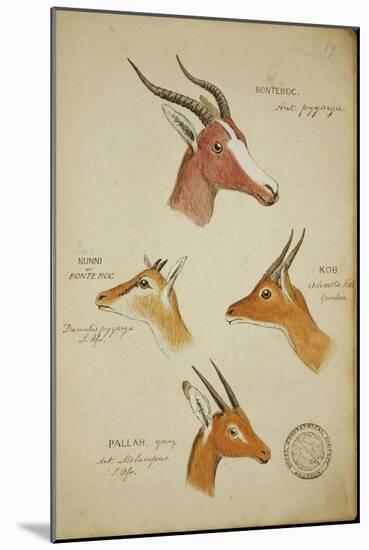 Seven Antelopes/Gazelles, C.1863-John Hanning Speke-Mounted Giclee Print