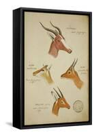 Seven Antelopes/Gazelles, C.1863-John Hanning Speke-Framed Stretched Canvas