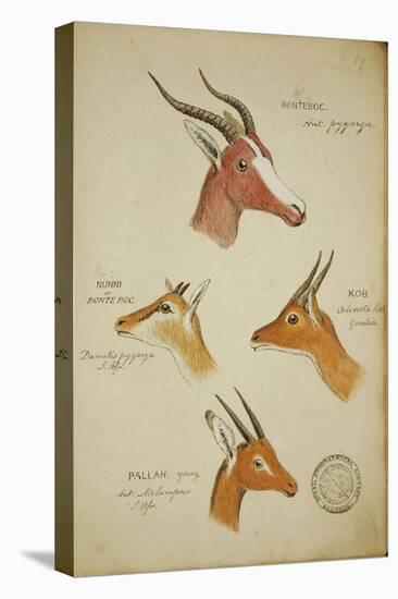 Seven Antelopes/Gazelles, C.1863-John Hanning Speke-Stretched Canvas
