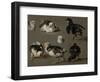 Seven Chicks-Melchior d'Hondecoeter-Framed Art Print