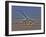 Seven Exposure HDR Image of an AH-64D Apache Helicopter-Stocktrek Images-Framed Photographic Print