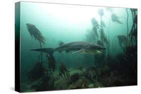 Seven Gill Shark, Cape Town, South Africa, Africa-Lisa Collins-Stretched Canvas