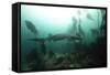 Seven Gill Shark, Cape Town, South Africa, Africa-Lisa Collins-Framed Stretched Canvas