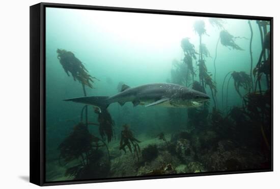 Seven Gill Shark, Cape Town, South Africa, Africa-Lisa Collins-Framed Stretched Canvas