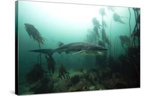 Seven Gill Shark, Cape Town, South Africa, Africa-Lisa Collins-Stretched Canvas