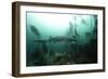 Seven Gill Shark, Cape Town, South Africa, Africa-Lisa Collins-Framed Photographic Print