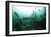 Seven Gill Shark, Cape Town, South Africa, Africa-Lisa Collins-Framed Photographic Print