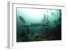 Seven Gill Shark, Cape Town, South Africa, Africa-Lisa Collins-Framed Photographic Print