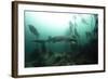 Seven Gill Shark, Cape Town, South Africa, Africa-Lisa Collins-Framed Photographic Print