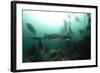 Seven Gill Shark, Cape Town, South Africa, Africa-Lisa Collins-Framed Photographic Print