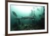 Seven Gill Shark, Cape Town, South Africa, Africa-Lisa Collins-Framed Photographic Print