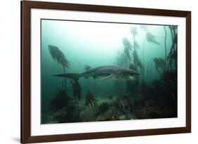 Seven Gill Shark, Cape Town, South Africa, Africa-Lisa Collins-Framed Photographic Print