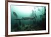 Seven Gill Shark, Cape Town, South Africa, Africa-Lisa Collins-Framed Photographic Print