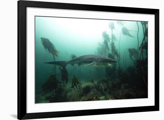 Seven Gill Shark, Cape Town, South Africa, Africa-Lisa Collins-Framed Photographic Print