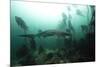 Seven Gill Shark, Cape Town, South Africa, Africa-Lisa Collins-Mounted Photographic Print