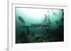 Seven Gill Shark, Cape Town, South Africa, Africa-Lisa Collins-Framed Photographic Print