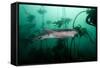 Seven Gill Shark, Cape Town, South Africa, Africa-Lisa Collins-Framed Stretched Canvas