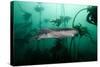 Seven Gill Shark, Cape Town, South Africa, Africa-Lisa Collins-Stretched Canvas