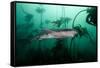 Seven Gill Shark, Cape Town, South Africa, Africa-Lisa Collins-Framed Stretched Canvas