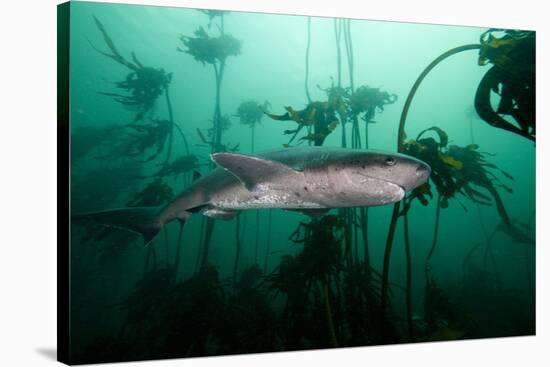 Seven Gill Shark, Cape Town, South Africa, Africa-Lisa Collins-Stretched Canvas