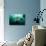 Seven Gill Shark, Cape Town, South Africa, Africa-Lisa Collins-Photographic Print displayed on a wall