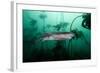 Seven Gill Shark, Cape Town, South Africa, Africa-Lisa Collins-Framed Photographic Print