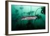 Seven Gill Shark, Cape Town, South Africa, Africa-Lisa Collins-Framed Photographic Print