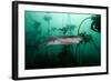 Seven Gill Shark, Cape Town, South Africa, Africa-Lisa Collins-Framed Photographic Print