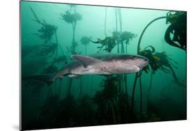 Seven Gill Shark, Cape Town, South Africa, Africa-Lisa Collins-Mounted Photographic Print