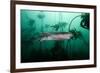 Seven Gill Shark, Cape Town, South Africa, Africa-Lisa Collins-Framed Photographic Print