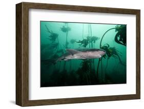 Seven Gill Shark, Cape Town, South Africa, Africa-Lisa Collins-Framed Photographic Print