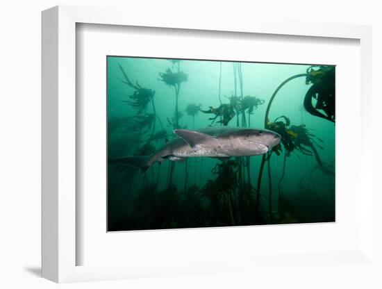 Seven Gill Shark, Cape Town, South Africa, Africa-Lisa Collins-Framed Photographic Print