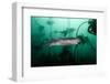 Seven Gill Shark, Cape Town, South Africa, Africa-Lisa Collins-Framed Photographic Print