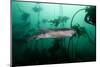 Seven Gill Shark, Cape Town, South Africa, Africa-Lisa Collins-Mounted Photographic Print