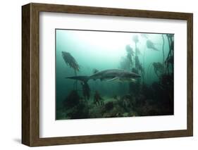 Seven Gill Shark, Cape Town, South Africa, Africa-Lisa Collins-Framed Photographic Print