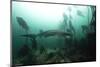 Seven Gill Shark, Cape Town, South Africa, Africa-Lisa Collins-Mounted Photographic Print