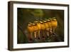 Seven Little Bee-eaters (Merops pusillus) in a row, one facing away, Masai Mara, Kenya-Peter Blackwell-Framed Photographic Print