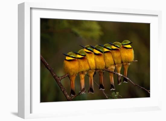 Seven Little Bee-eaters (Merops pusillus) in a row, one facing away, Masai Mara, Kenya-Peter Blackwell-Framed Photographic Print