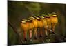 Seven Little Bee-eaters (Merops pusillus) in a row, one facing away, Masai Mara, Kenya-Peter Blackwell-Mounted Photographic Print