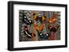 Seven Longwing Butterflies on Tail Feathers of Variety of Pheasants-Darrell Gulin-Framed Photographic Print