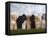 Seven Miniature Poodles of Different Coat Colours to Show Coat Colour Variation Within the Breed-Petra Wegner-Framed Stretched Canvas