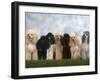 Seven Miniature Poodles of Different Coat Colours to Show Coat Colour Variation Within the Breed-Petra Wegner-Framed Photographic Print