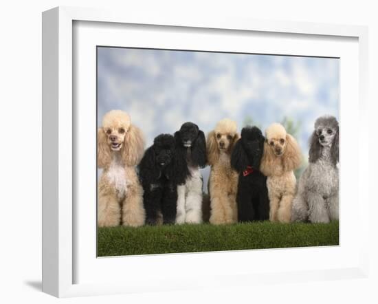 Seven Miniature Poodles of Different Coat Colours to Show Coat Colour Variation Within the Breed-Petra Wegner-Framed Photographic Print