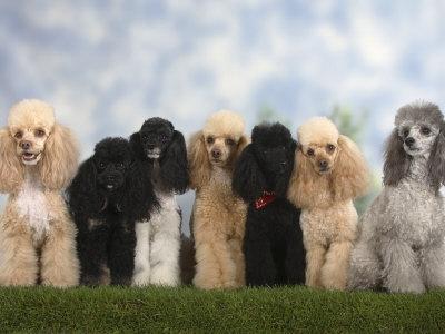 'Seven Miniature Poodles of Different Coat Colours to Show Coat Colour ...