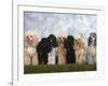 Seven Miniature Poodles of Different Coat Colours to Show Coat Colour Variation Within the Breed-Petra Wegner-Framed Photographic Print