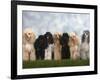 Seven Miniature Poodles of Different Coat Colours to Show Coat Colour Variation Within the Breed-Petra Wegner-Framed Photographic Print